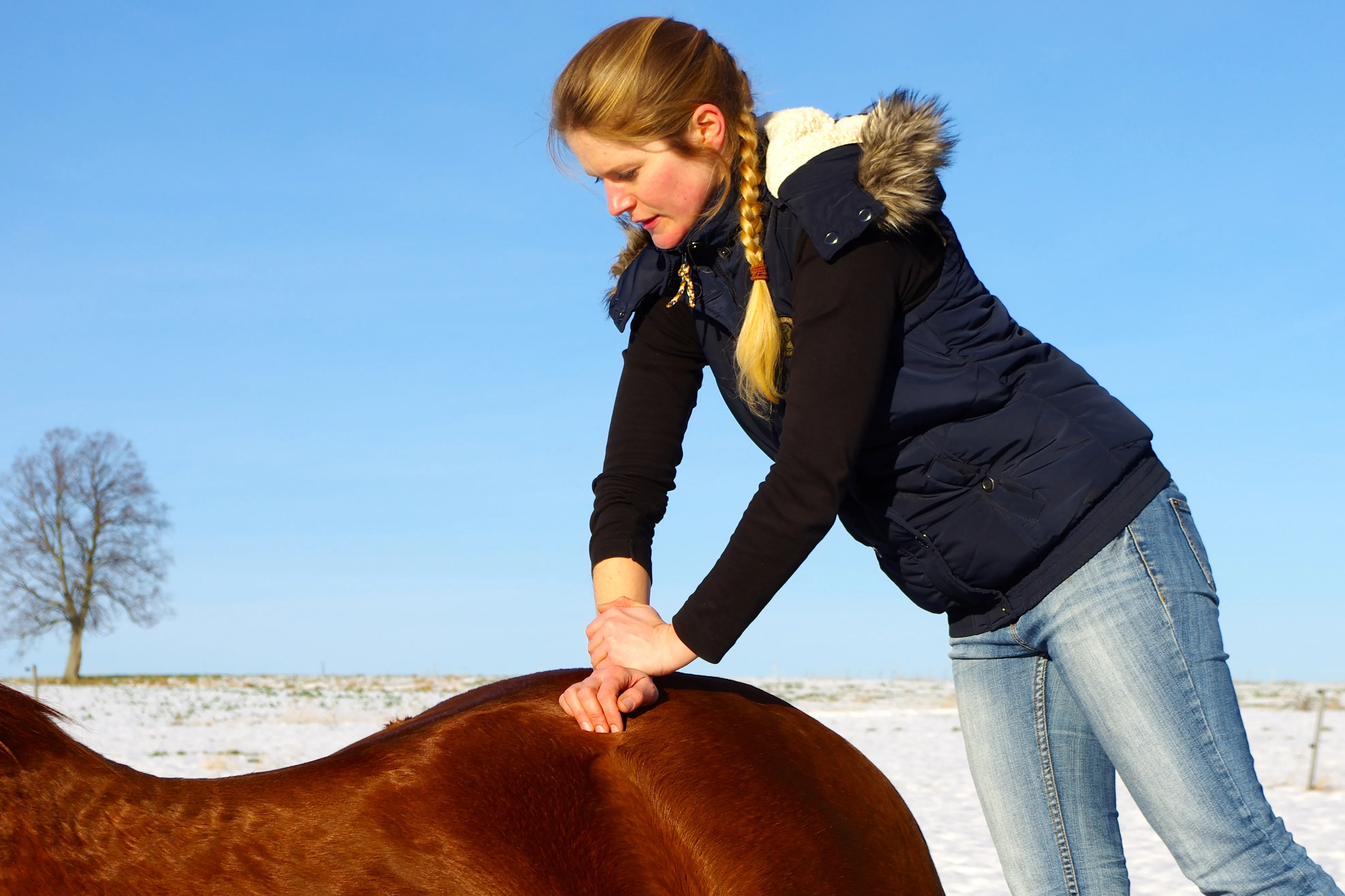 Tierärztin Dr. Claudia Lange - Tierarztpraxis für Pferde