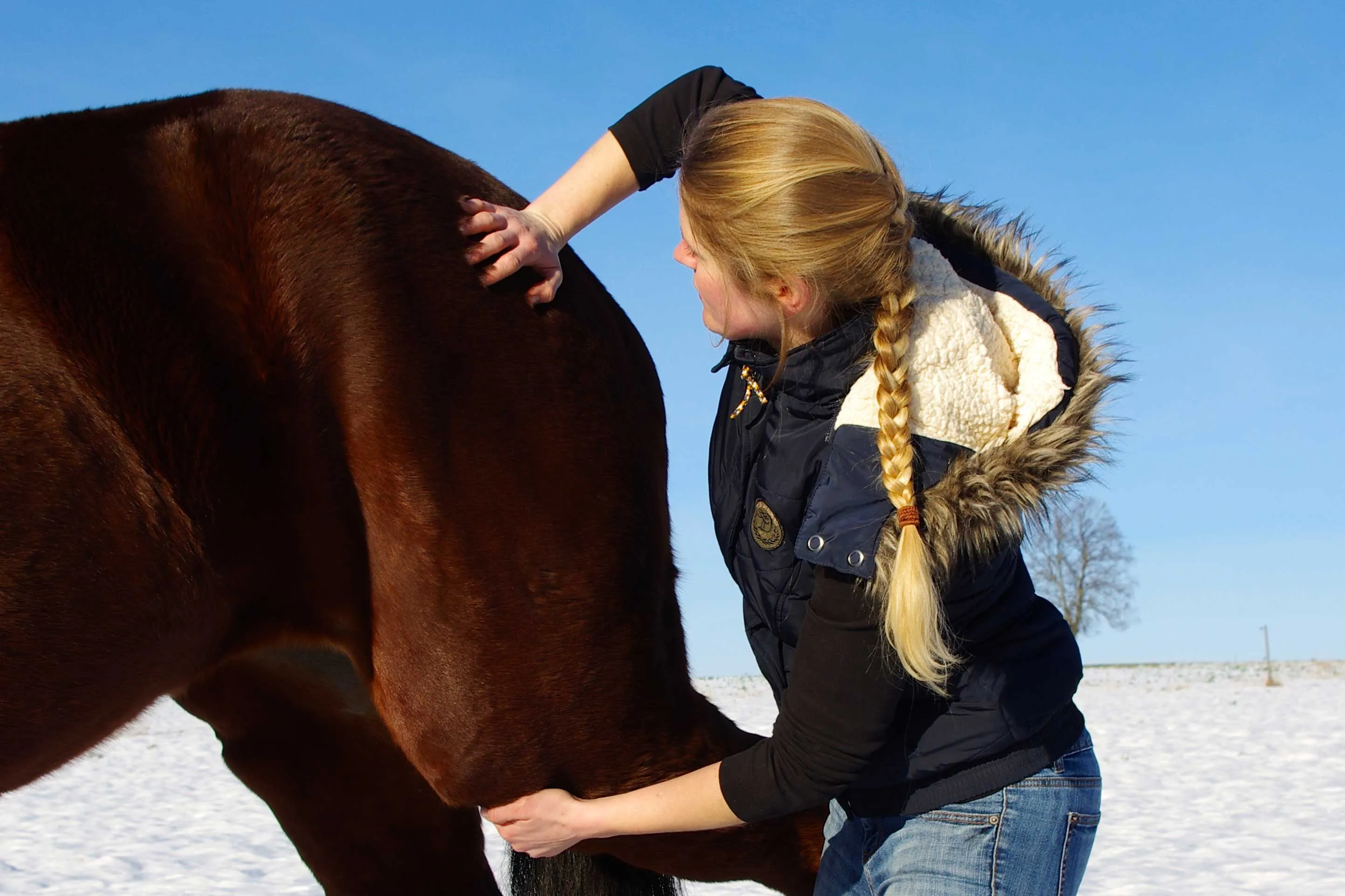 Alternativmedizin - Tierarztpraxis für Pferde