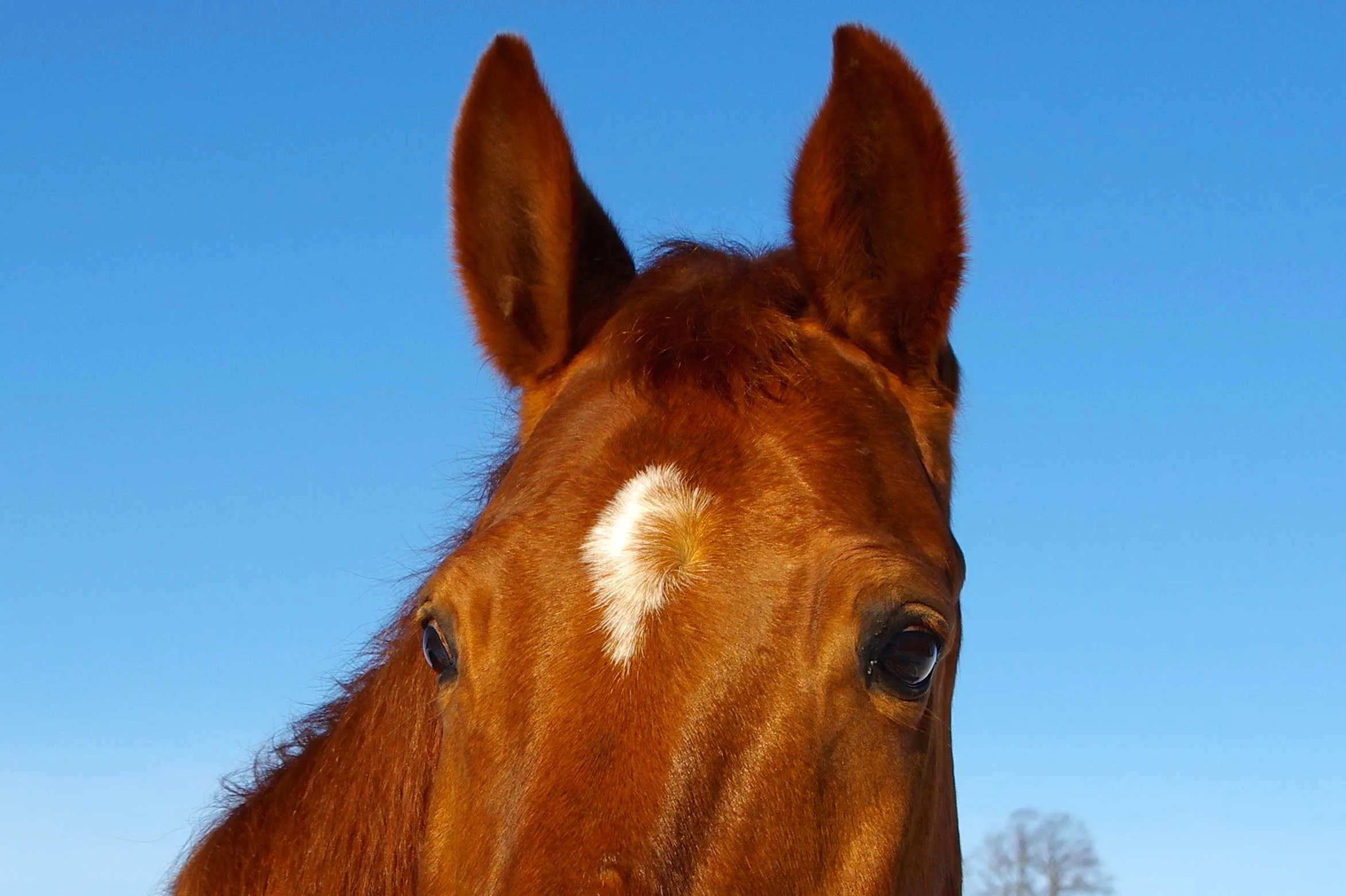Hauterkrankungen - Tierarztpraxis für Pferde