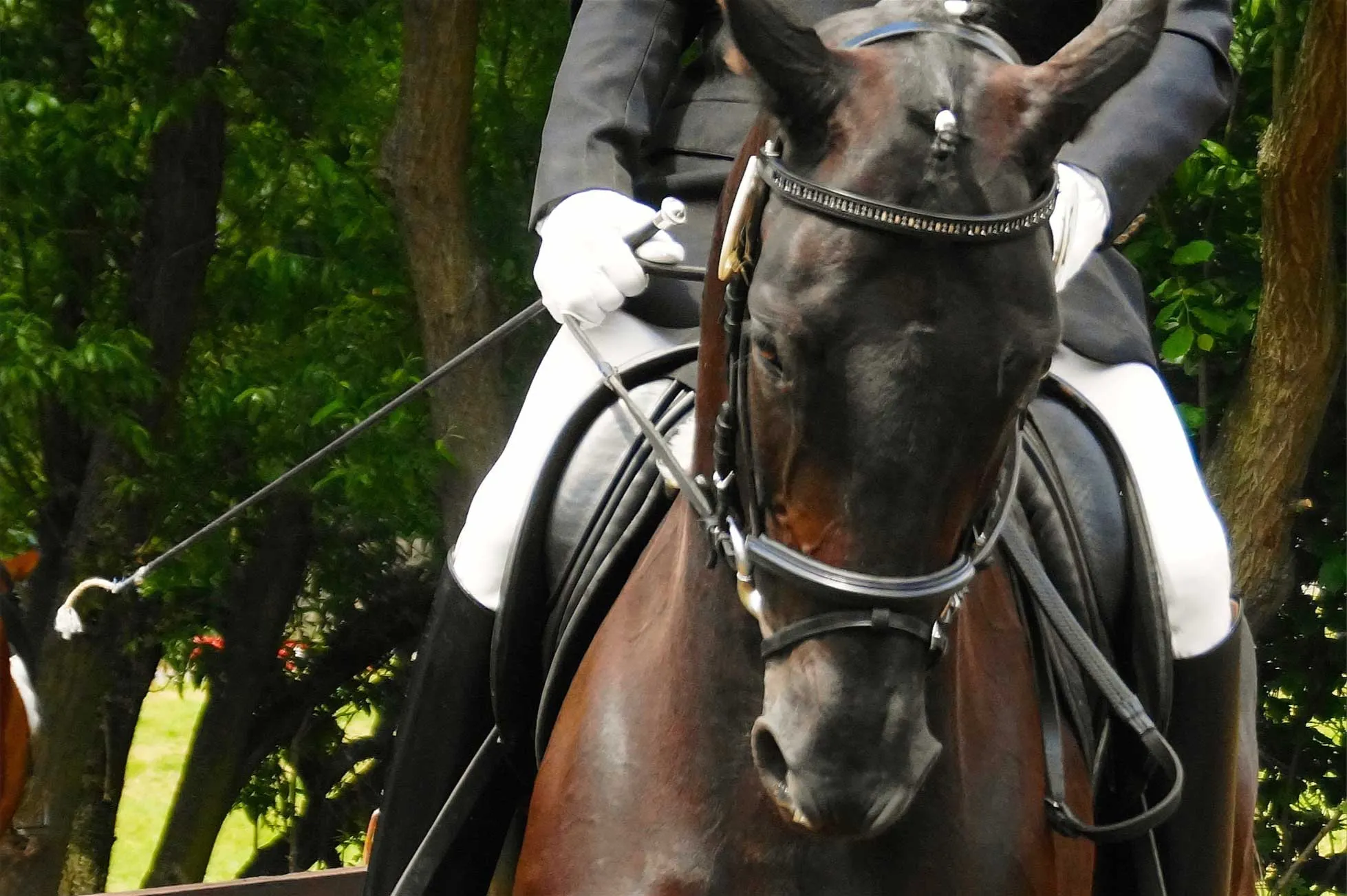 Turnierbetreuung - Tierarztpraxis für Pferde